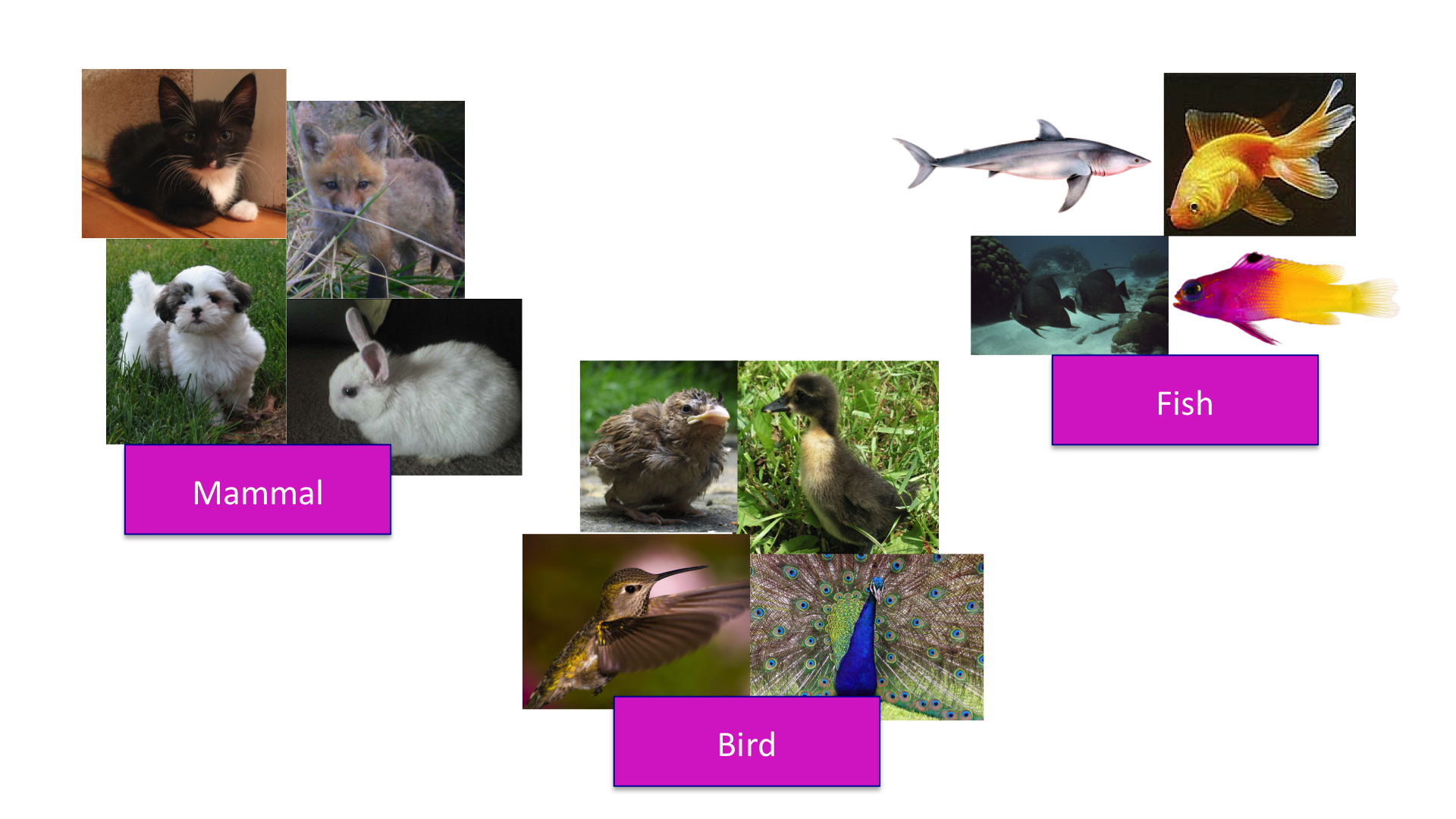 Clustering of animals